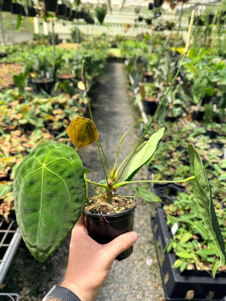 Handpicked 20 - Anthurium Forgetii X NOID | Uprooted