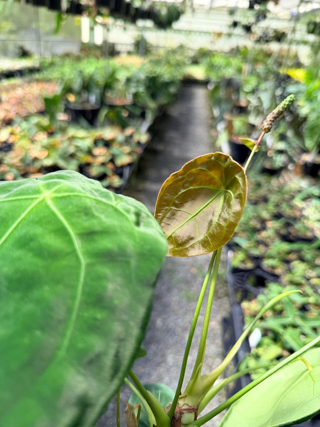 Handpicked 20 - Anthurium Forgetii X NOID | Uprooted
