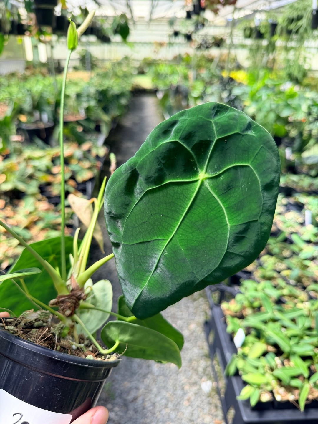 Handpicked 20 - Anthurium Forgetii X NOID | Uprooted