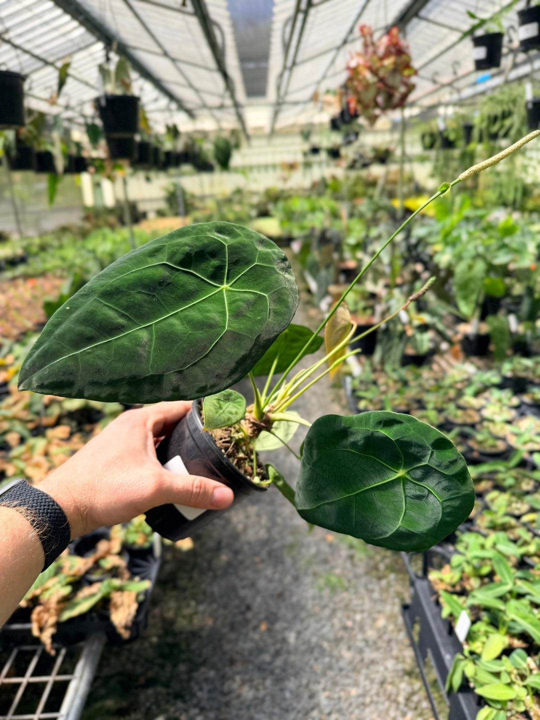 Handpicked 20 - Anthurium Forgetii X NOID | Uprooted
