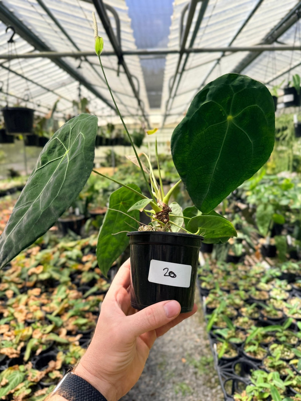 Handpicked 20 - Anthurium Forgetii X NOID | Uprooted