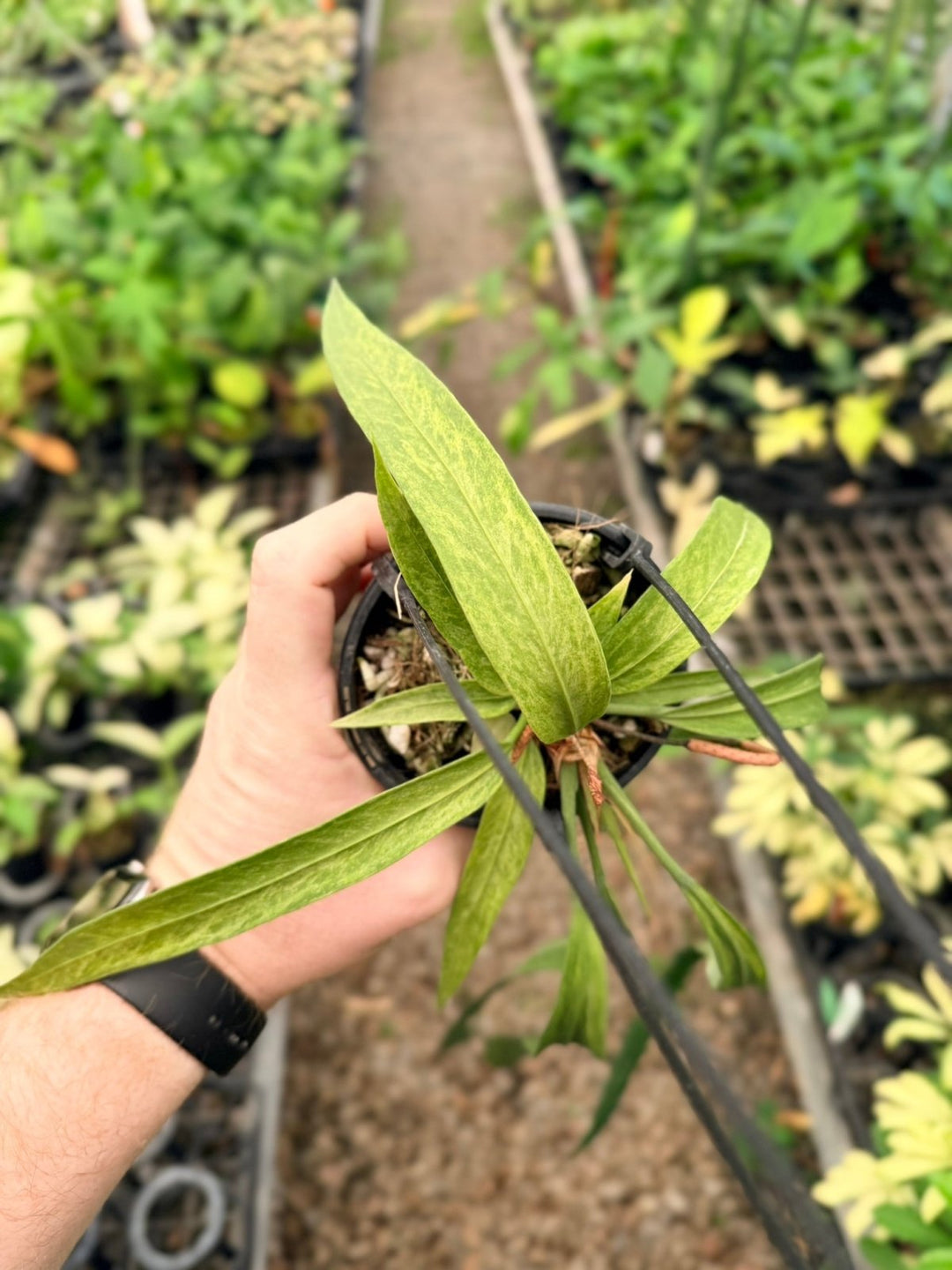 Handpicked 200 - Anthurium Vittariifolium Variegata | Uprooted