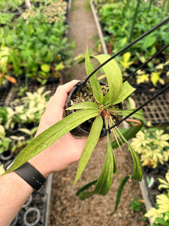 Handpicked 200 - Anthurium Vittariifolium Variegata | Uprooted