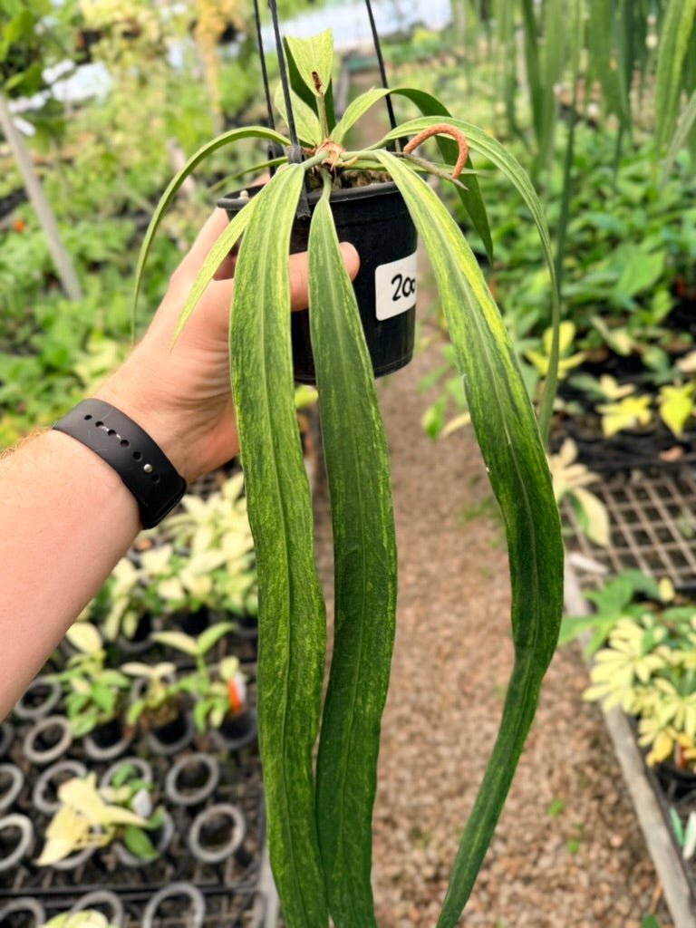Handpicked 200 - Anthurium Vittariifolium Variegata | Uprooted