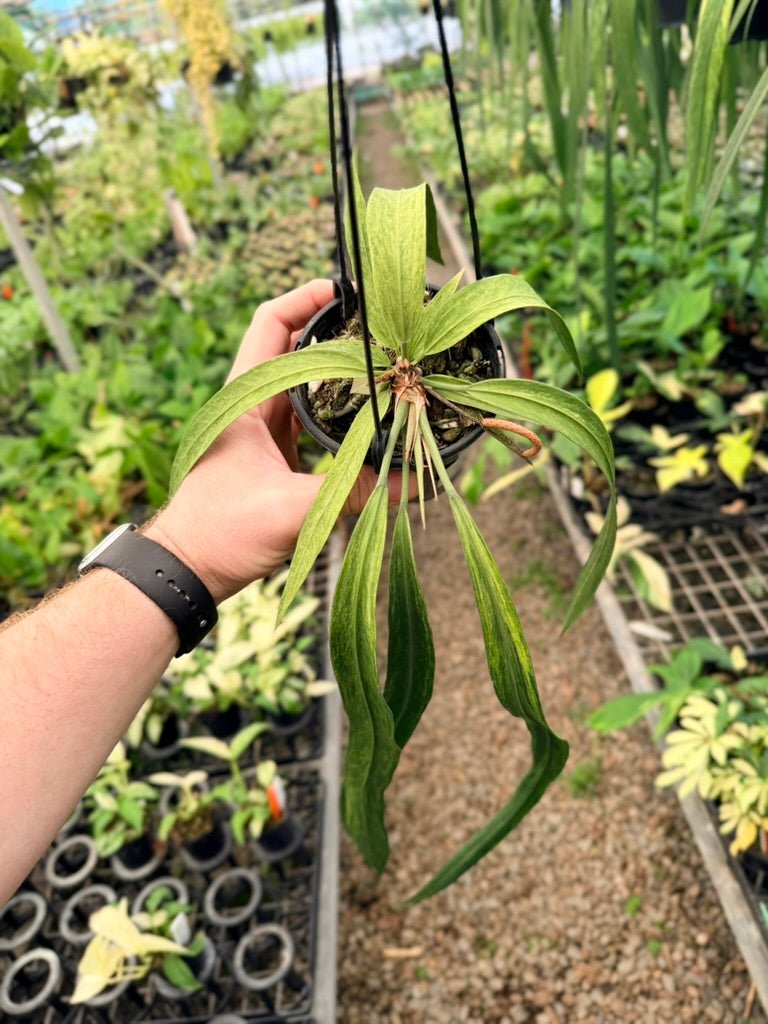 Handpicked 200 - Anthurium Vittariifolium Variegata | Uprooted