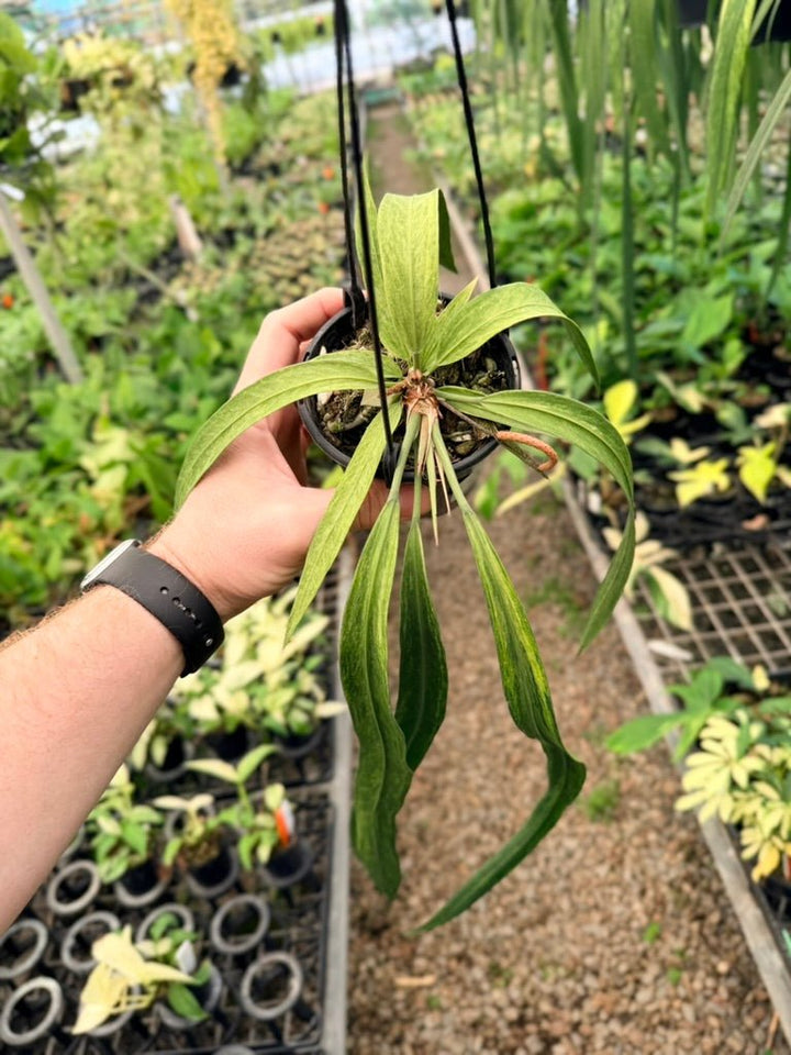 Handpicked 200 - Anthurium Vittariifolium Variegata | Uprooted
