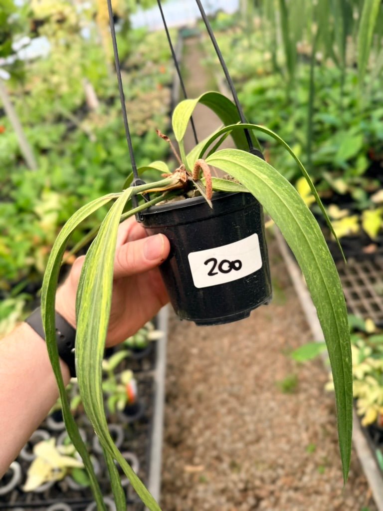 Handpicked 200 - Anthurium Vittariifolium Variegata | Uprooted