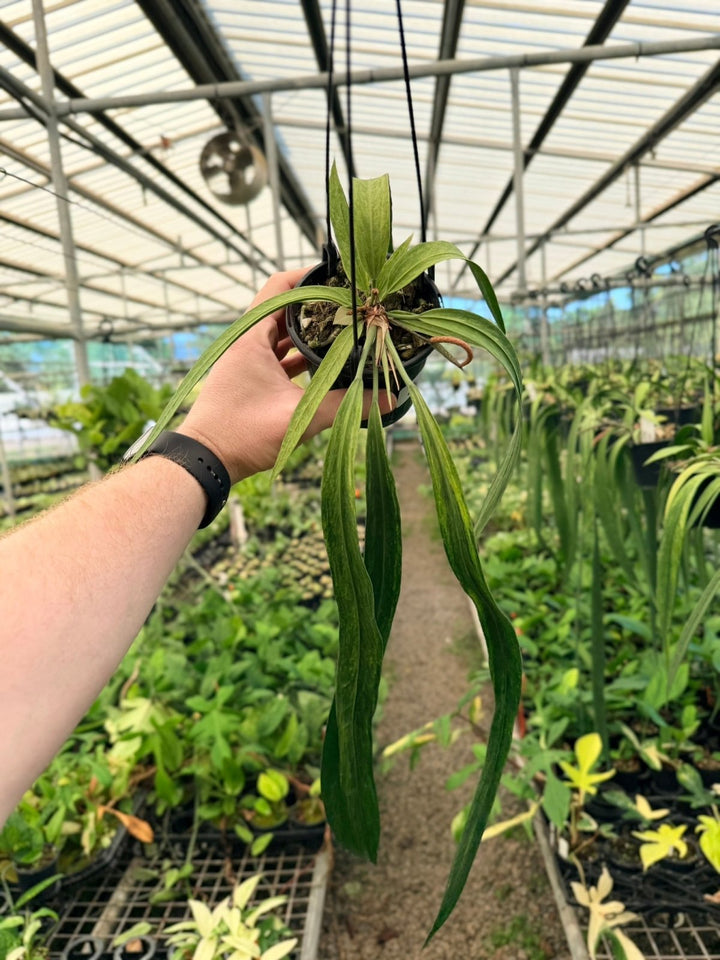 Handpicked 200 - Anthurium Vittariifolium Variegata | Uprooted
