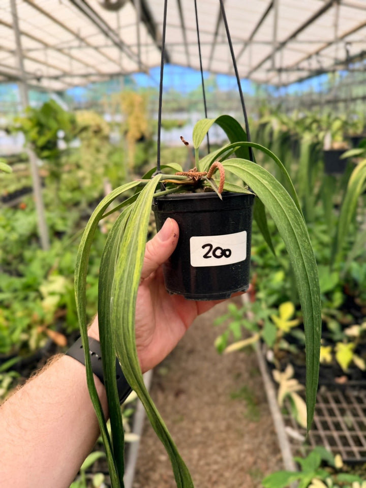 Handpicked 200 - Anthurium Vittariifolium Variegata | Uprooted