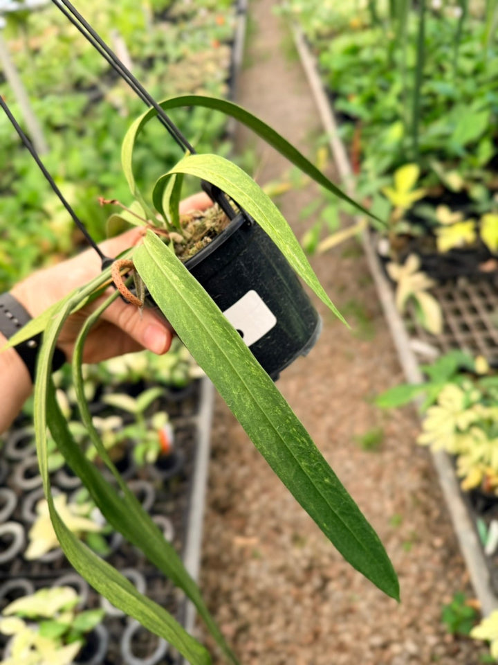 Handpicked 200 - Anthurium Vittariifolium Variegata | Uprooted
