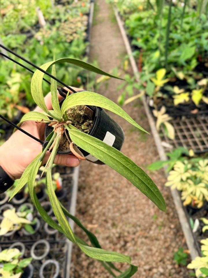 Handpicked 200 - Anthurium Vittariifolium Variegata | Uprooted