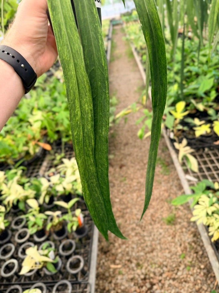 Handpicked 200 - Anthurium Vittariifolium Variegata | Uprooted
