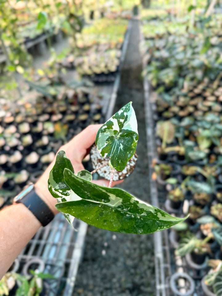 Handpicked 201 - Alocasia Zebrina Variegata Albo | Uprooted