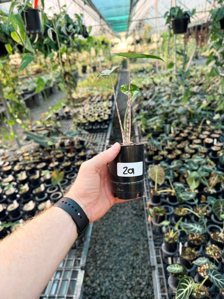 Handpicked 201 - Alocasia Zebrina Variegata Albo | Uprooted