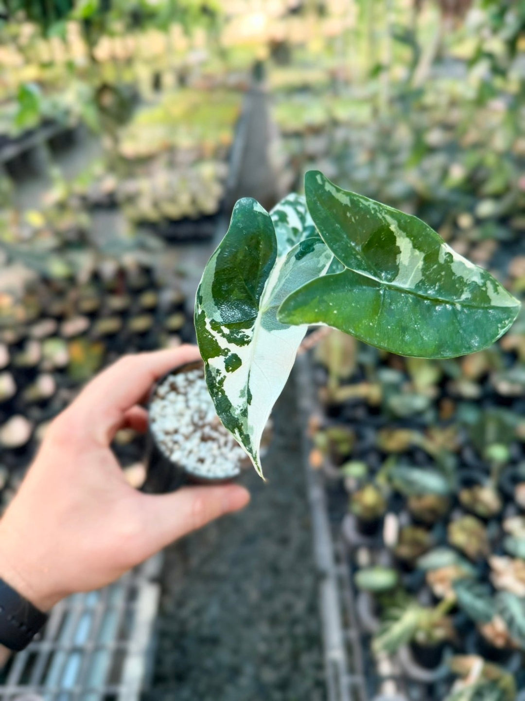 Handpicked 201 - Alocasia Zebrina Variegata Albo | Uprooted
