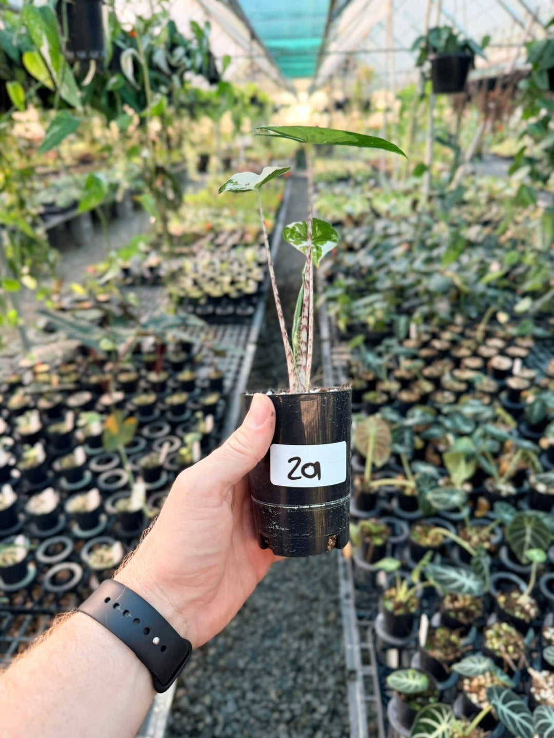 Handpicked 201 - Alocasia Zebrina Variegata Albo | Uprooted