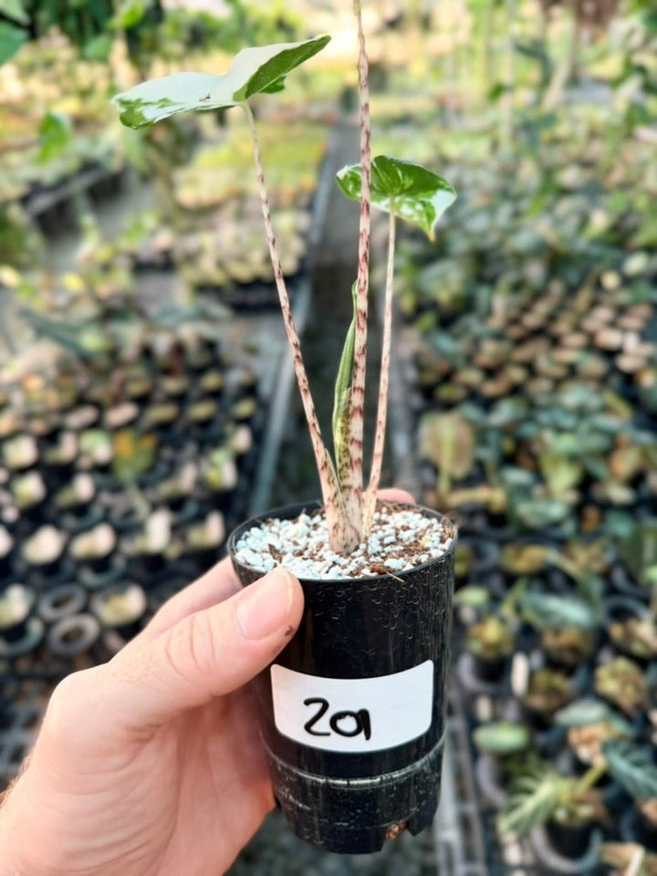 Handpicked 201 - Alocasia Zebrina Variegata Albo | Uprooted