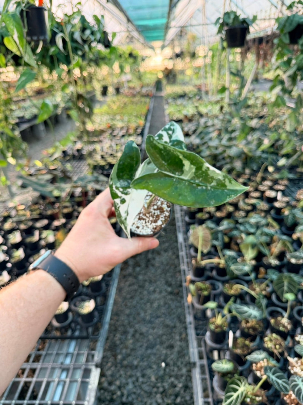 Handpicked 201 - Alocasia Zebrina Variegata Albo | Uprooted