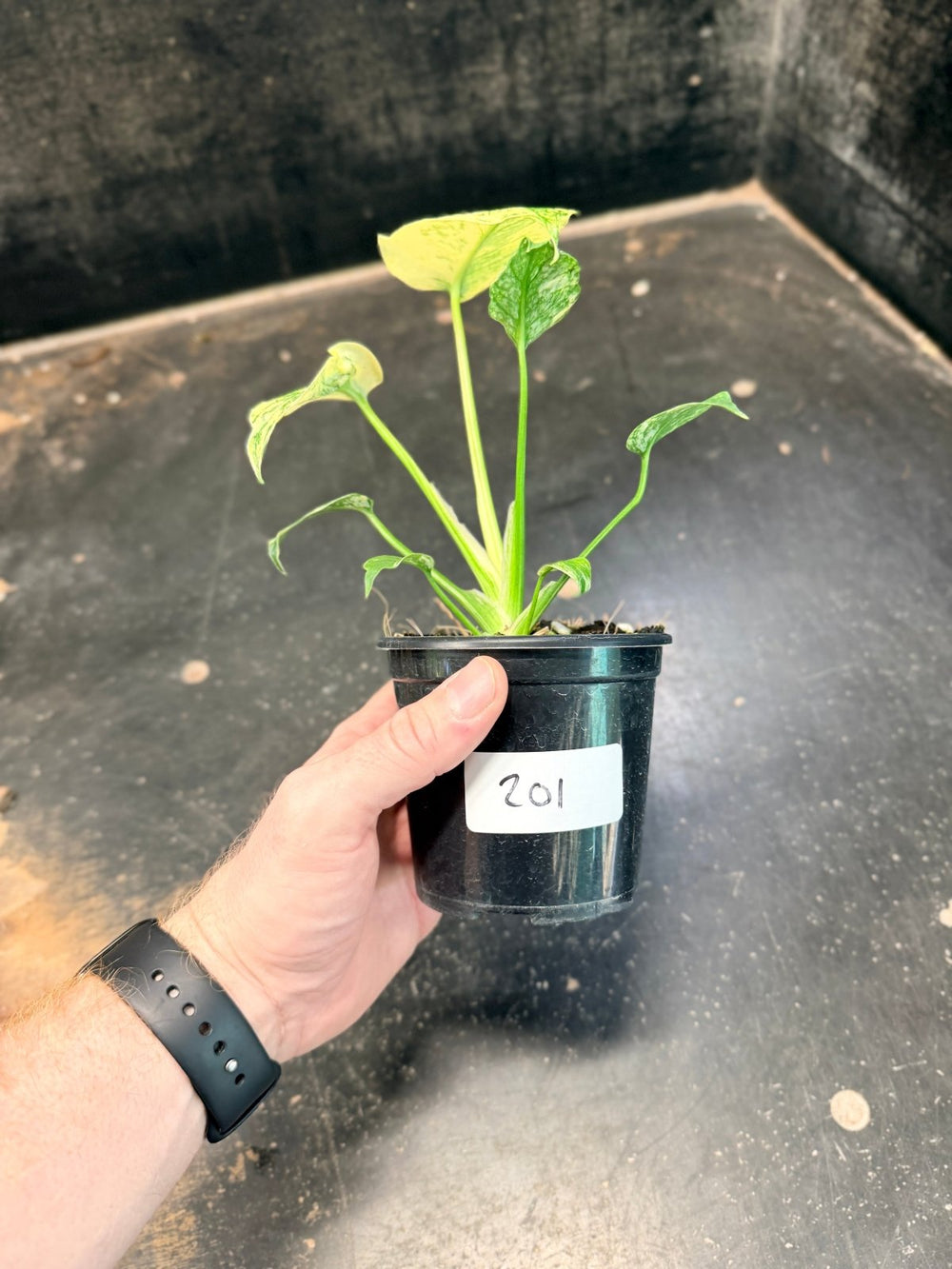 Handpicked 201 - Monstera Deliciosa - Mint | Uprooted