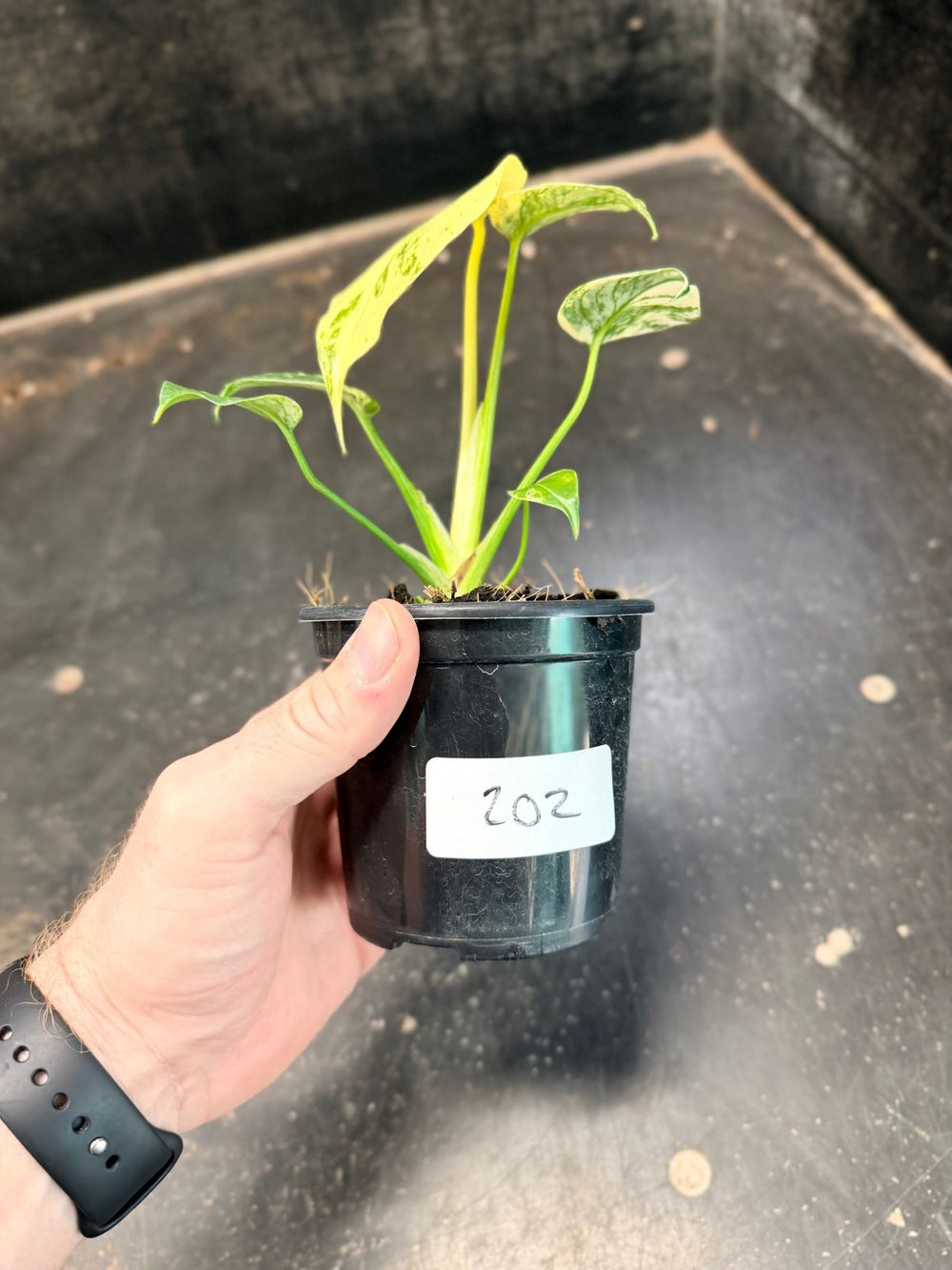 Handpicked 202 - Monstera Deliciosa - Mint | Uprooted