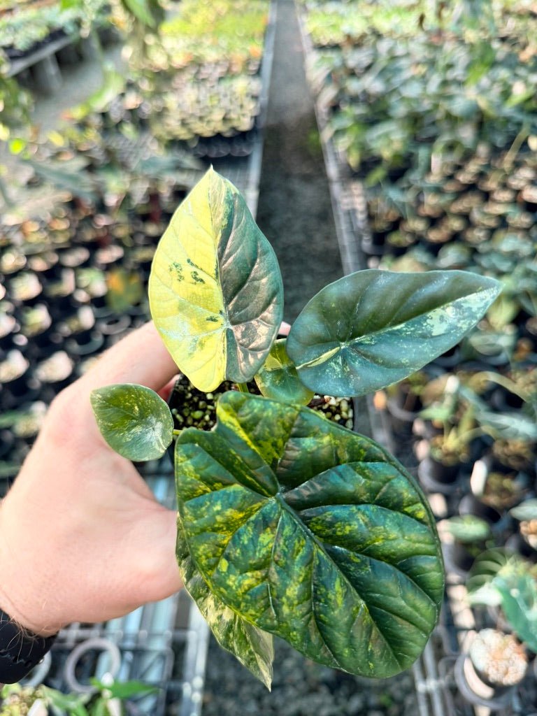 Handpicked 203 - Alocasia Sinuata Variegata Aurea | Uprooted