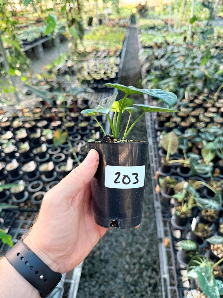 Handpicked 203 - Alocasia Sinuata Variegata Aurea | Uprooted