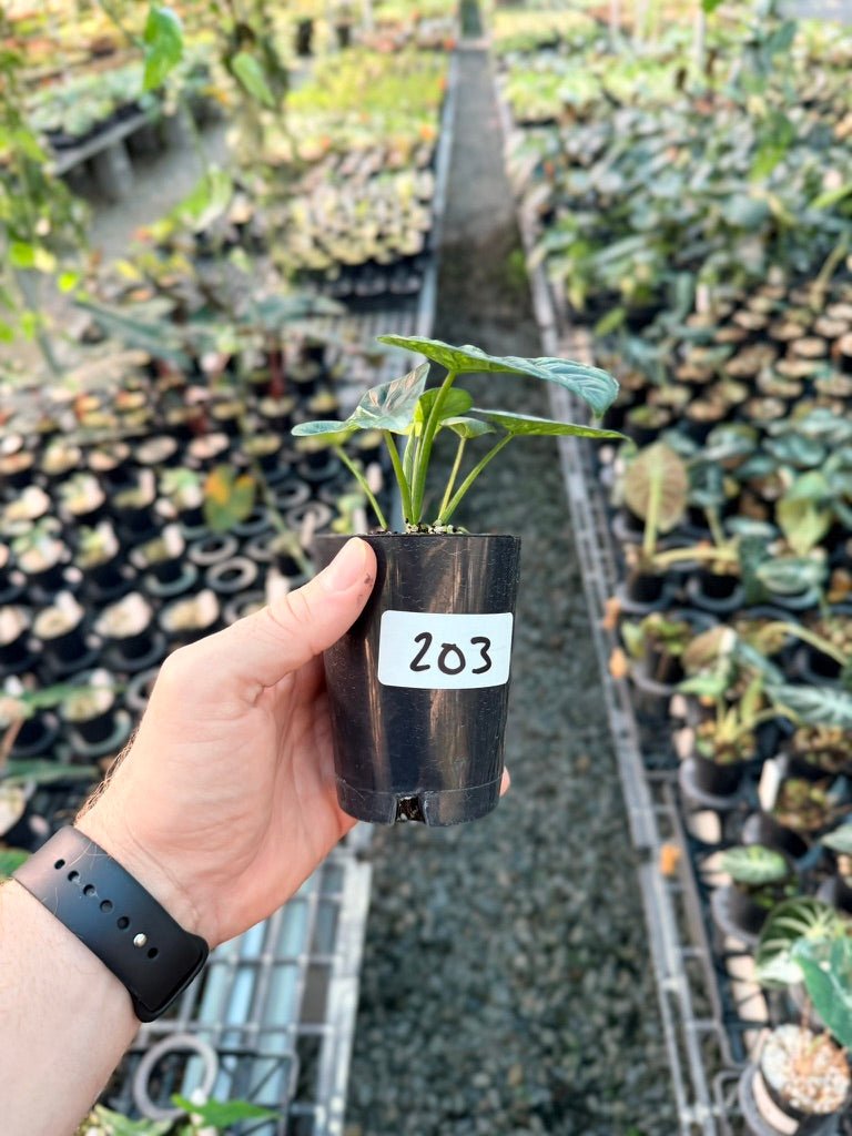 Handpicked 203 - Alocasia Sinuata Variegata Aurea | Uprooted