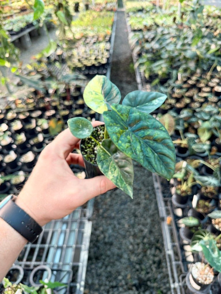 Handpicked 203 - Alocasia Sinuata Variegata Aurea | Uprooted