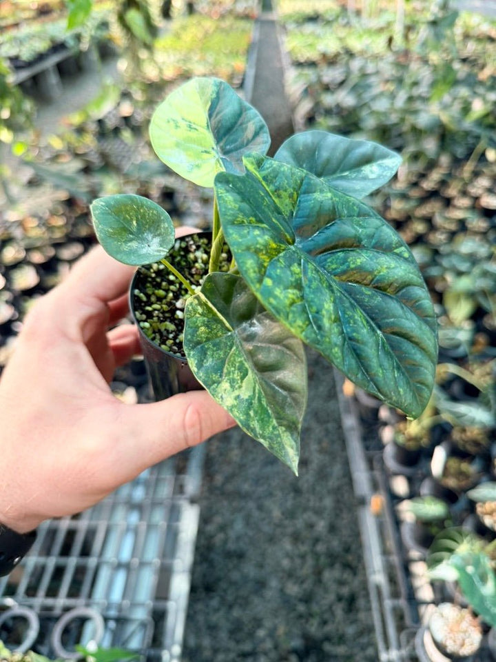 Handpicked 203 - Alocasia Sinuata Variegata Aurea | Uprooted