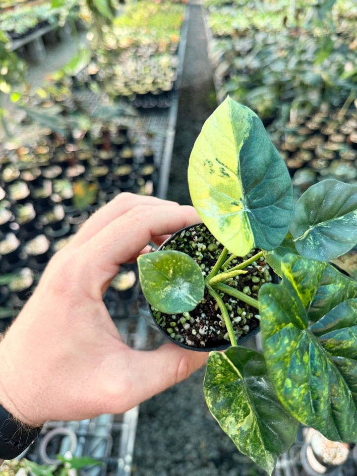 Handpicked 203 - Alocasia Sinuata Variegata Aurea | Uprooted