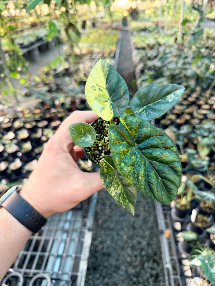 Handpicked 203 - Alocasia Sinuata Variegata Aurea | Uprooted