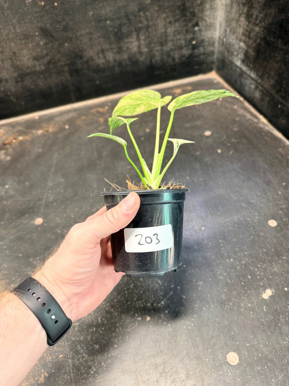 Handpicked 203 - Monstera Deliciosa - Mint | Uprooted