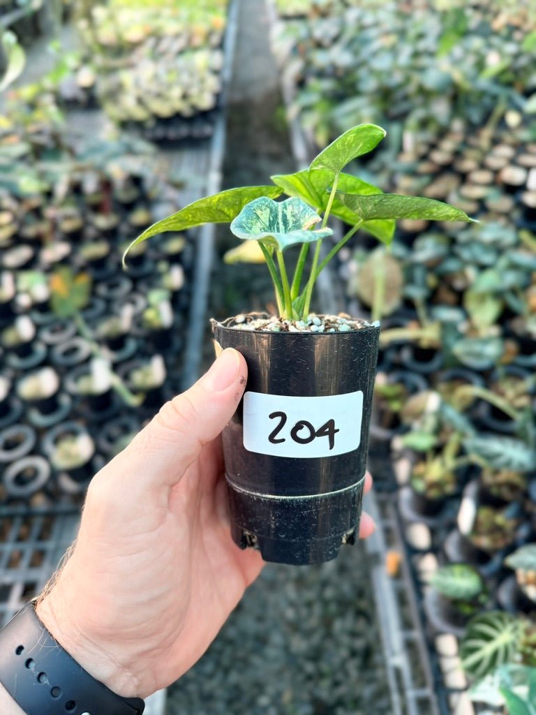 Handpicked 204 - Alocasia Sinuata Variegata Aurea | Uprooted