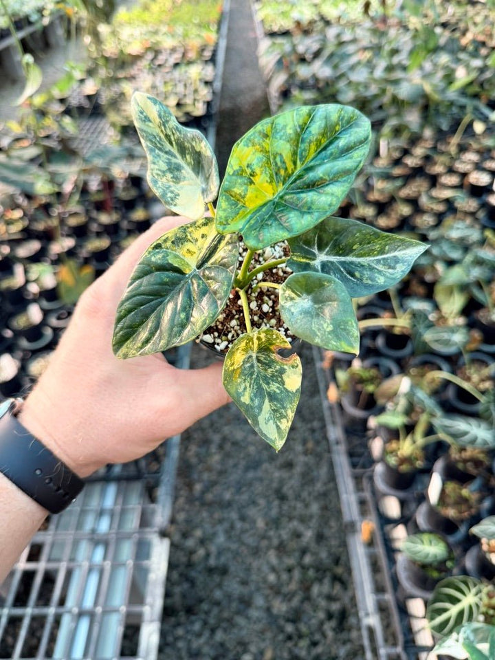 Handpicked 204 - Alocasia Sinuata Variegata Aurea | Uprooted