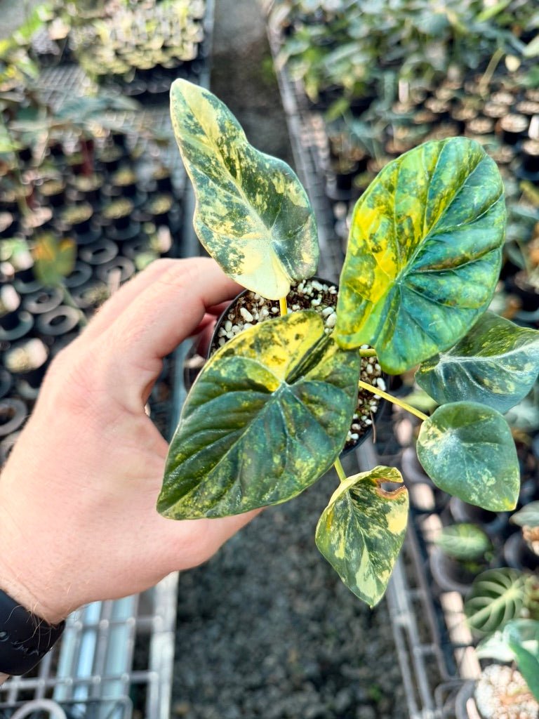Handpicked 204 - Alocasia Sinuata Variegata Aurea | Uprooted