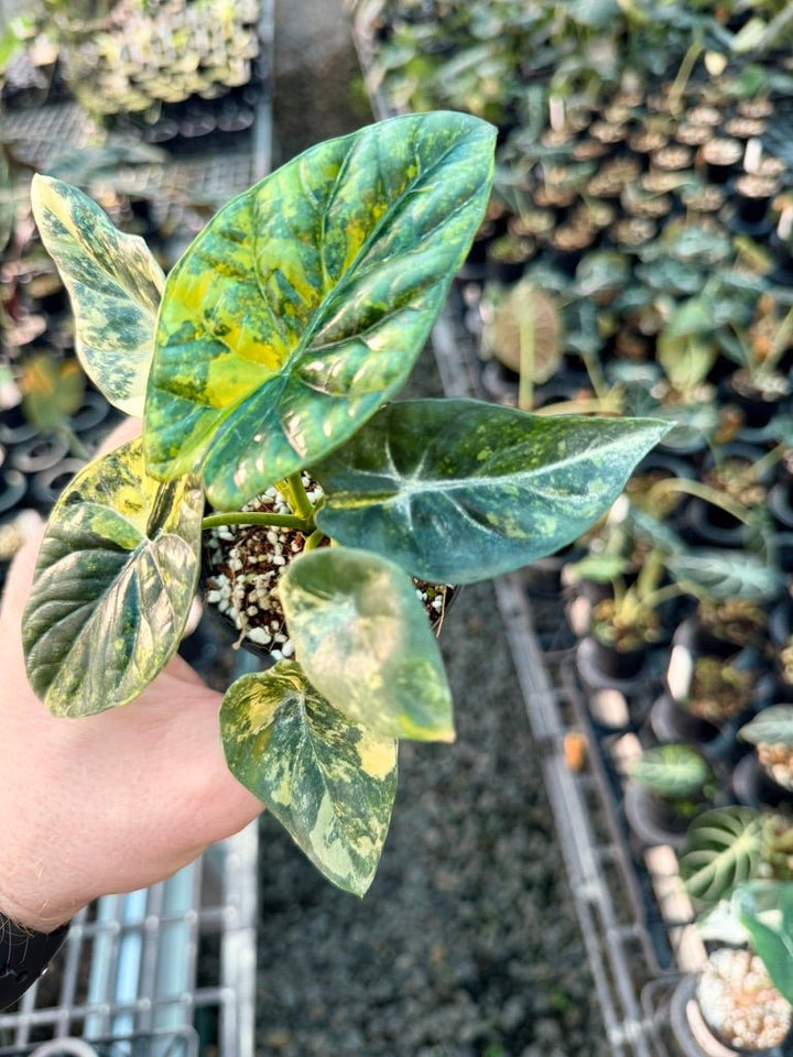 Handpicked 204 - Alocasia Sinuata Variegata Aurea | Uprooted