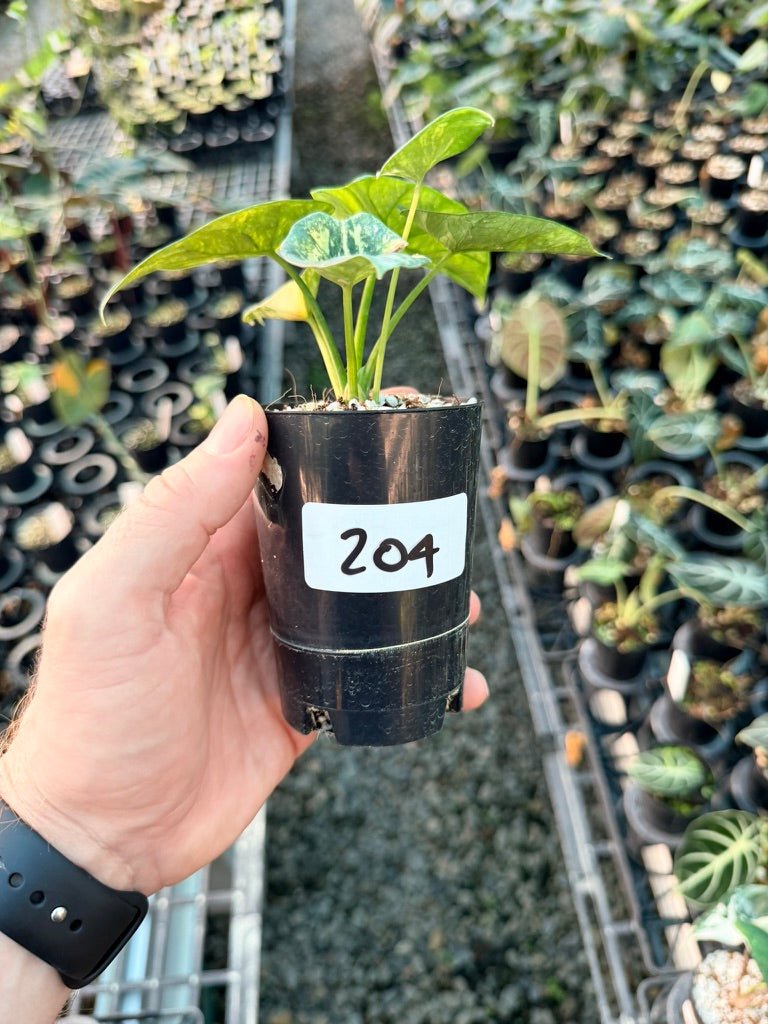 Handpicked 204 - Alocasia Sinuata Variegata Aurea | Uprooted