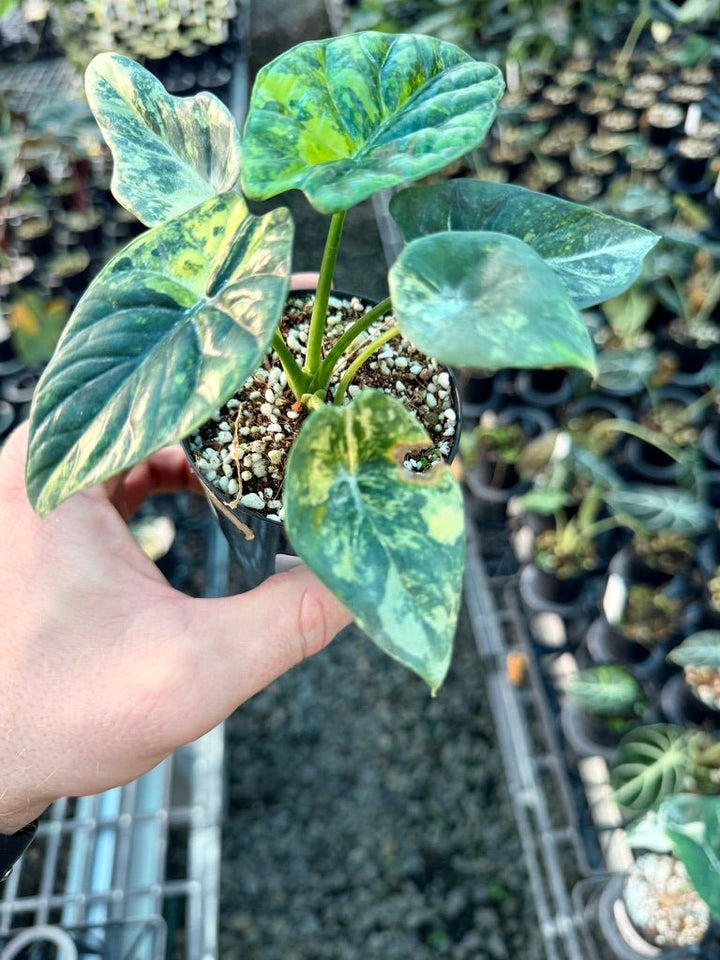 Handpicked 204 - Alocasia Sinuata Variegata Aurea | Uprooted