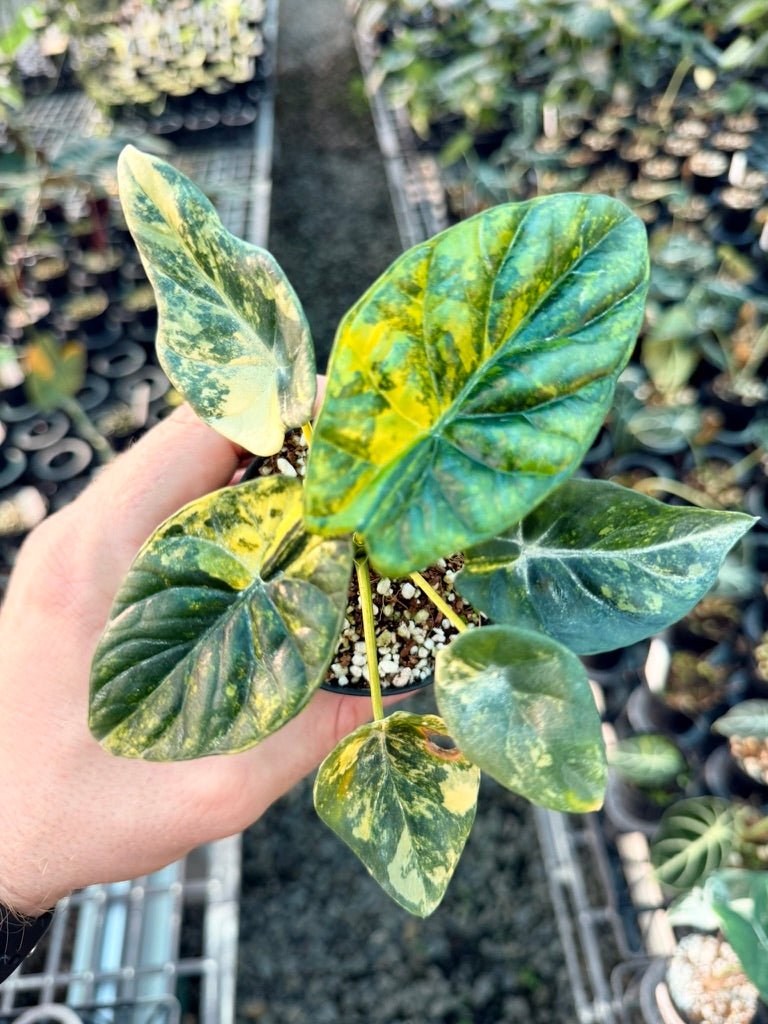 Handpicked 204 - Alocasia Sinuata Variegata Aurea | Uprooted