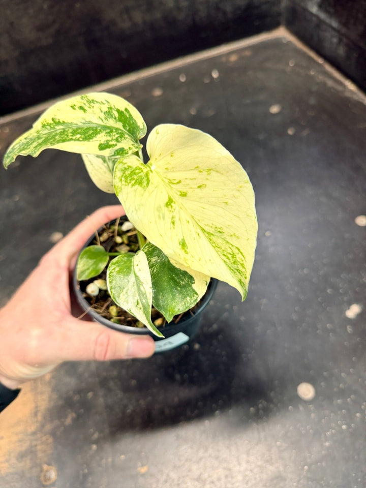 Handpicked 204 - Monstera Deliciosa - Mint | Uprooted