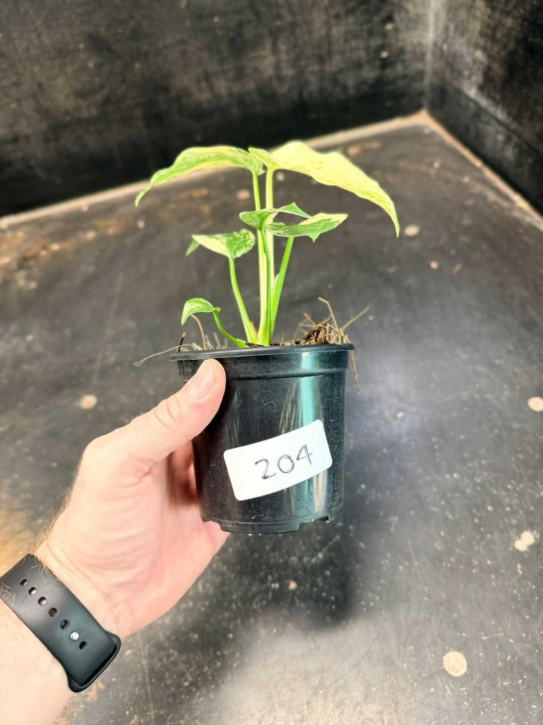 Handpicked 204 - Monstera Deliciosa - Mint | Uprooted