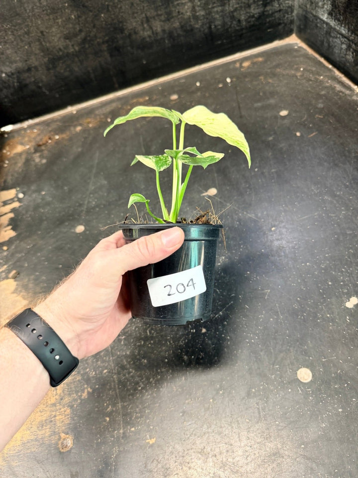 Handpicked 204 - Monstera Deliciosa - Mint | Uprooted