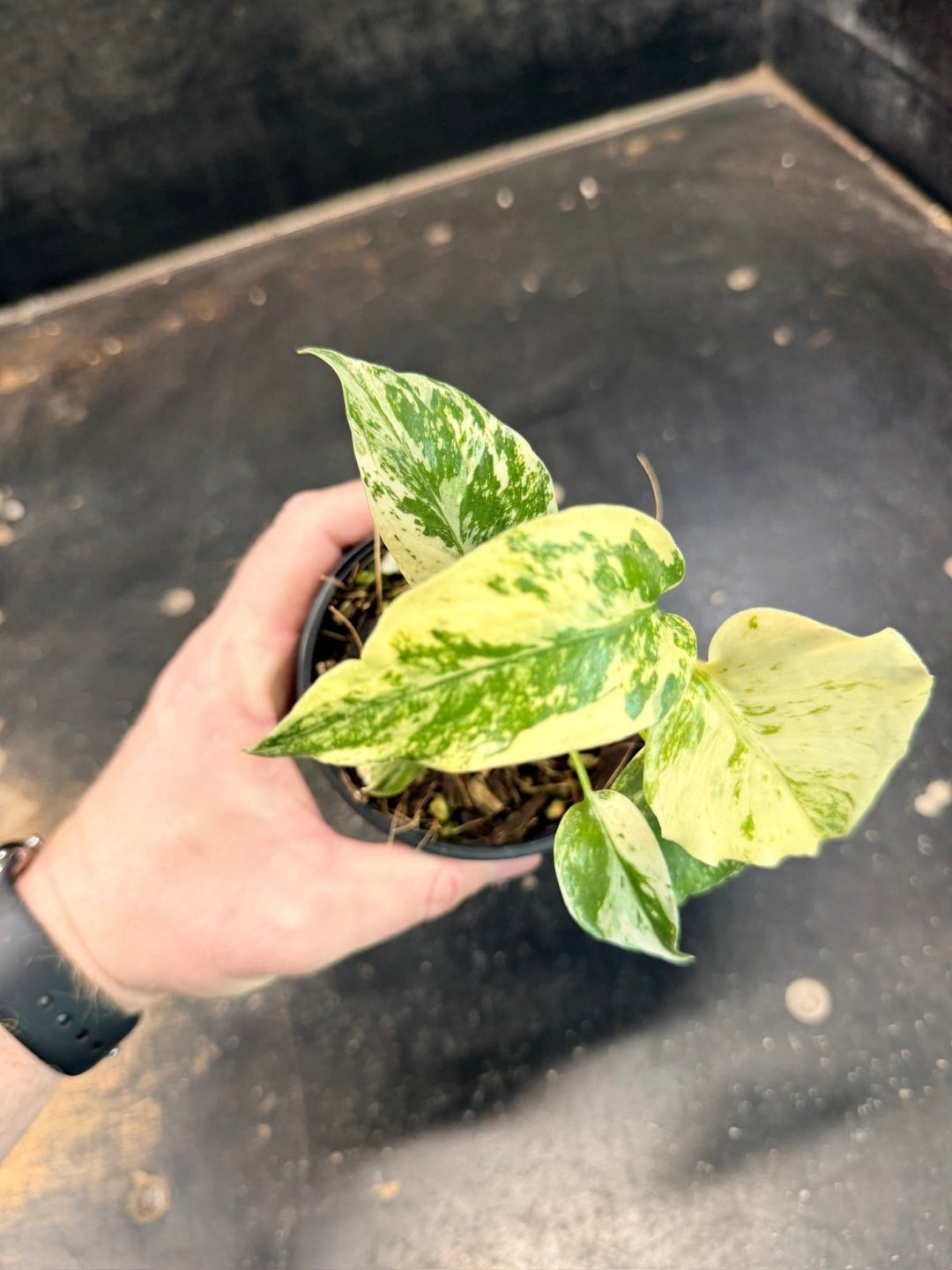 Handpicked 204 - Monstera Deliciosa - Mint | Uprooted