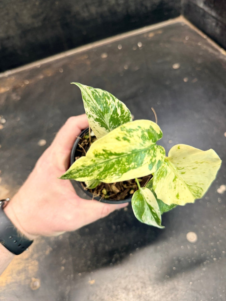 Handpicked 204 - Monstera Deliciosa - Mint | Uprooted
