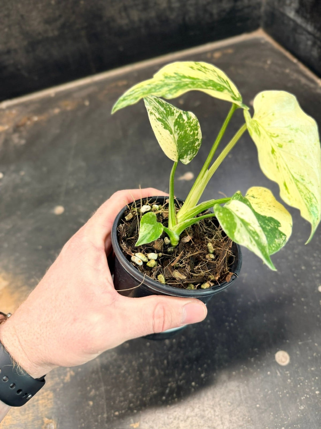 Handpicked 204 - Monstera Deliciosa - Mint | Uprooted