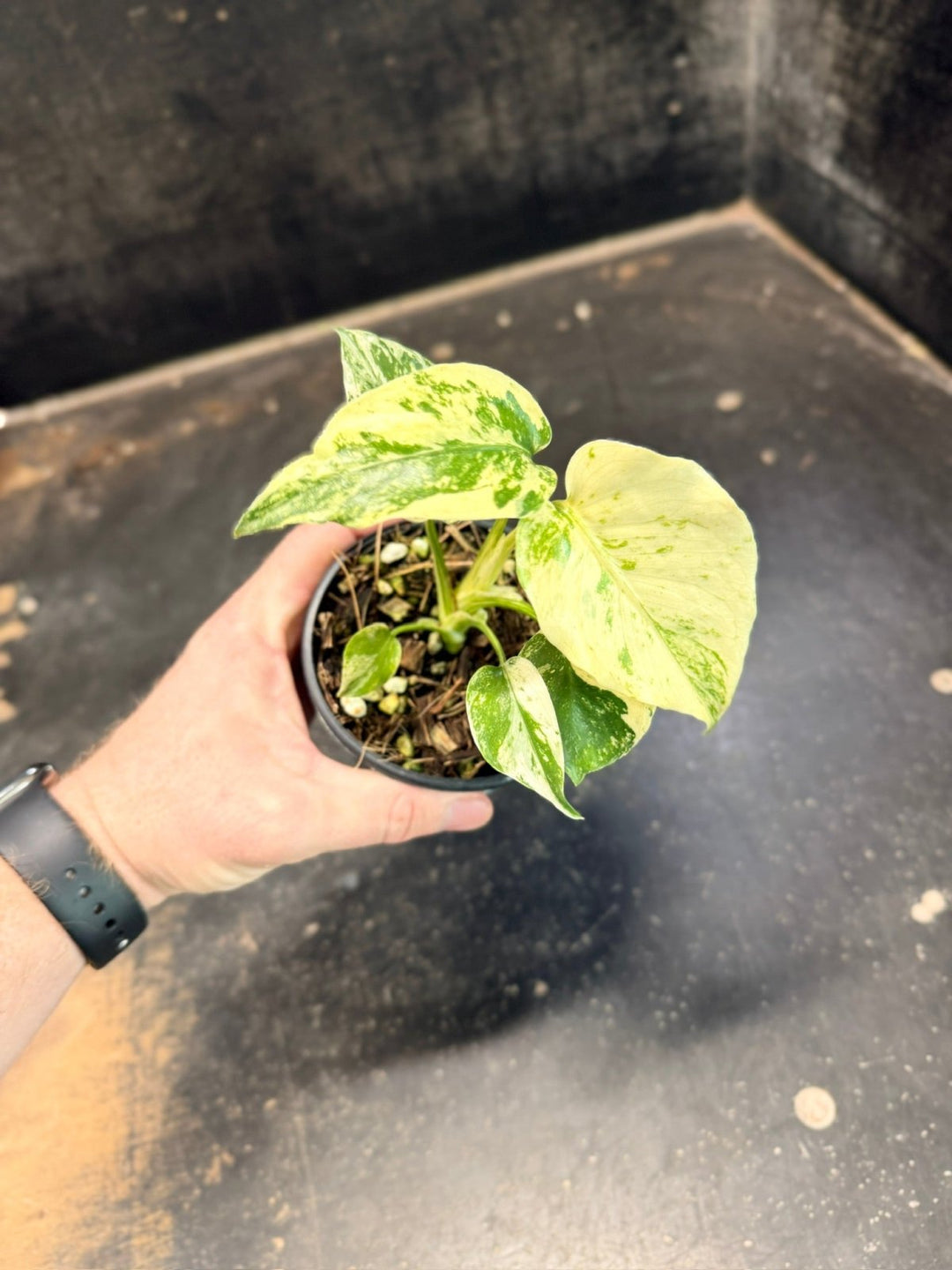 Handpicked 204 - Monstera Deliciosa - Mint | Uprooted