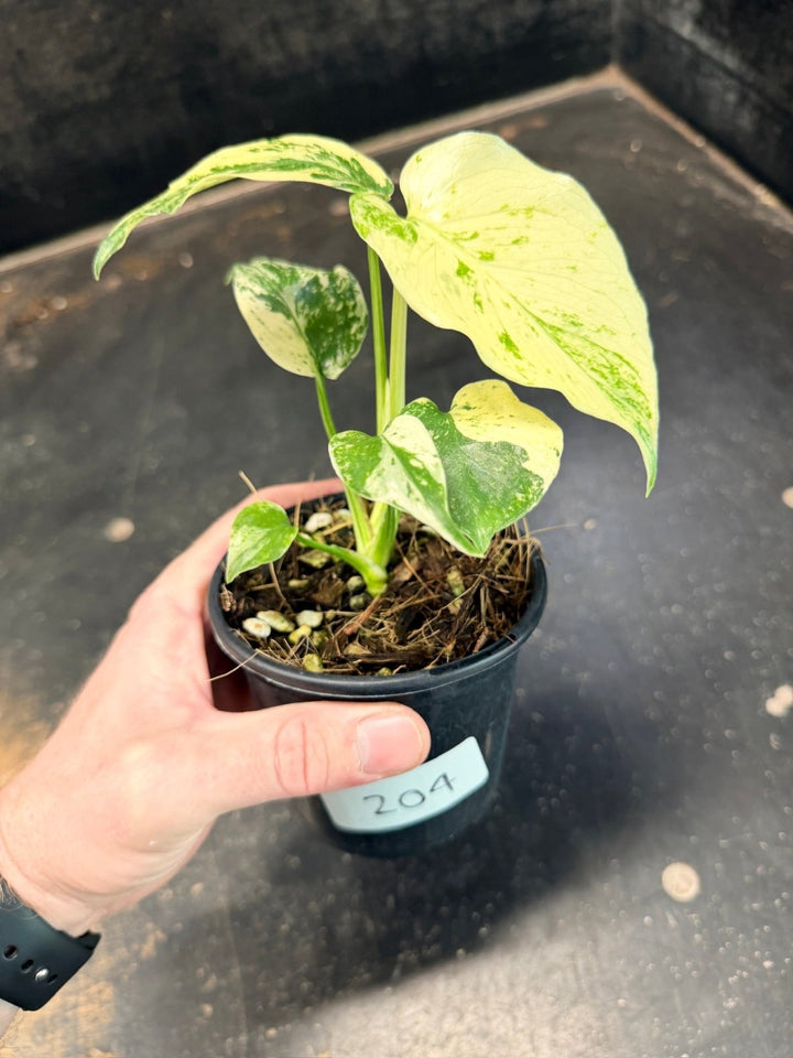 Handpicked 204 - Monstera Deliciosa - Mint | Uprooted