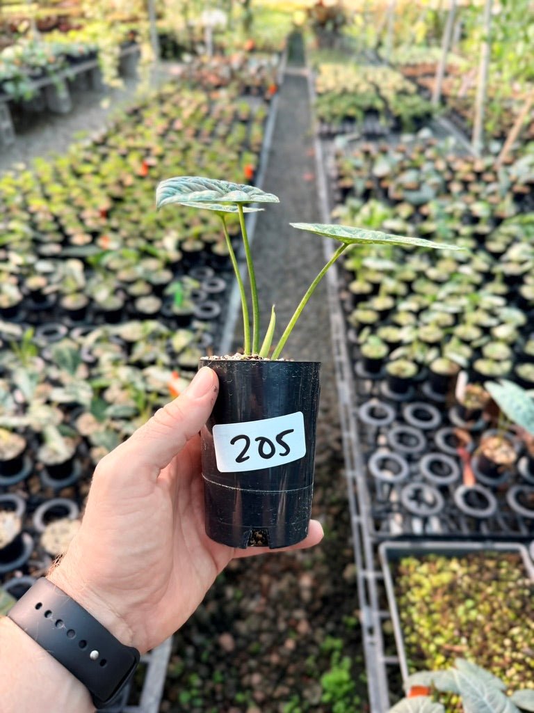 Handpicked 205 - Alocasia Sinuata Variegata Aurea | Uprooted