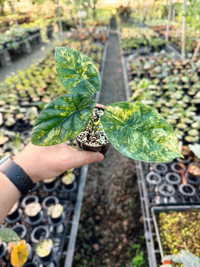 Handpicked 205 - Alocasia Sinuata Variegata Aurea | Uprooted