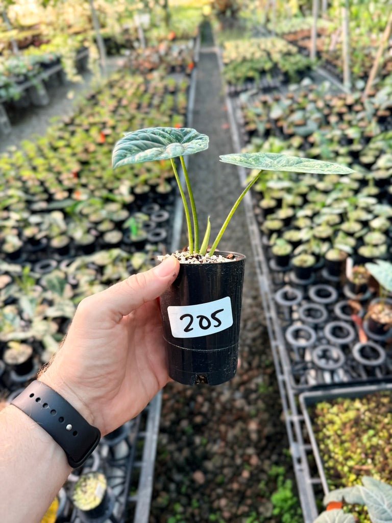 Handpicked 205 - Alocasia Sinuata Variegata Aurea | Uprooted